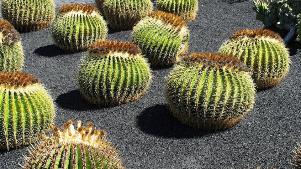 Jardin del cactus en Guatiza